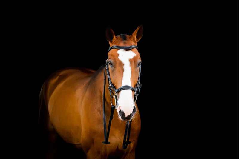 Horseware Micklem 2 Competition Bridle Black-2